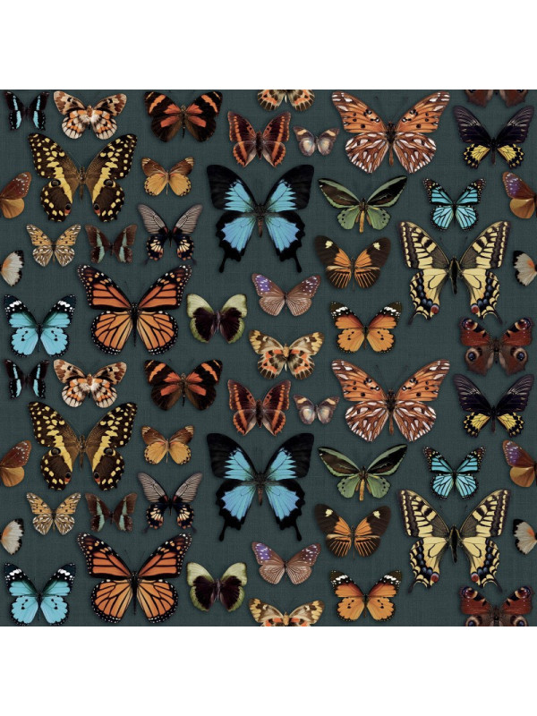 Papillon Wide & Style