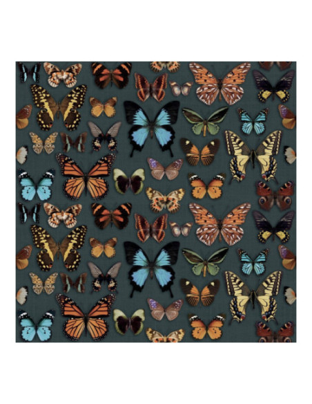 Papillon Wide & Style